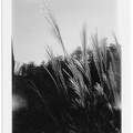 Early Autumn Grass.jpg